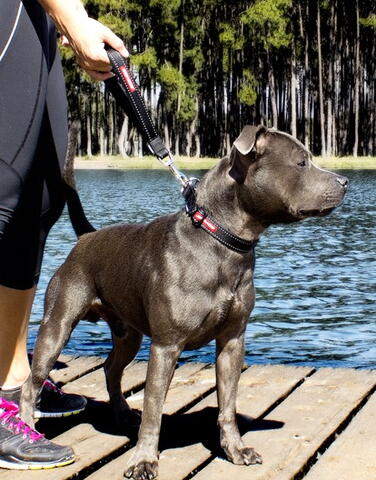 Ezydog mongrel on sale